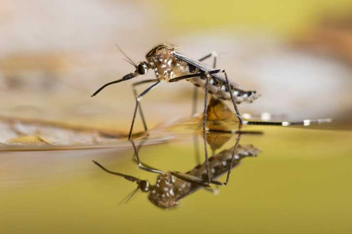 Closeup of Mosquito on Water