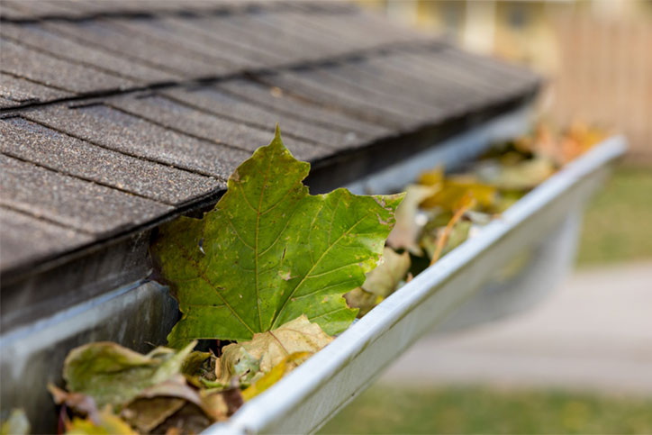 Gutter with Leaves in it